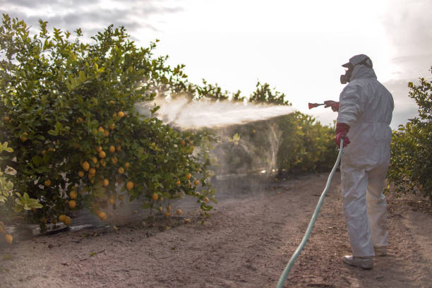 Best Wasp Removal Services  in Alcoa, TN