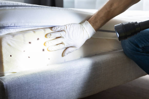 Best Pest Prevention Services  in Alcoa, TN
