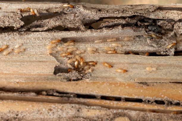Best Affordable Pest Control Services  in Alcoa, TN