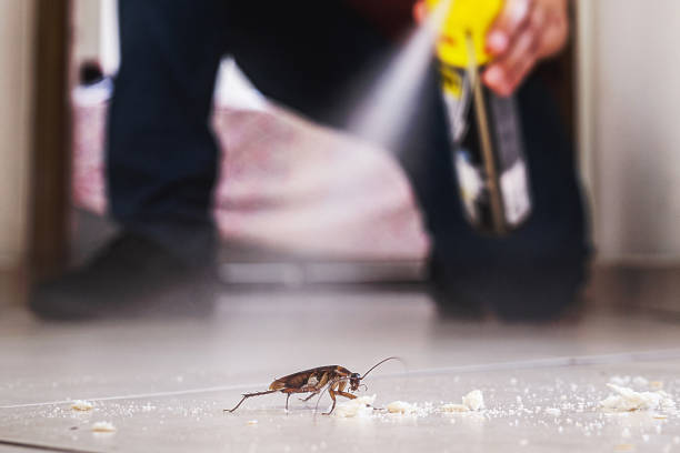 Reliable Alcoa, TN Pest Control Solutions